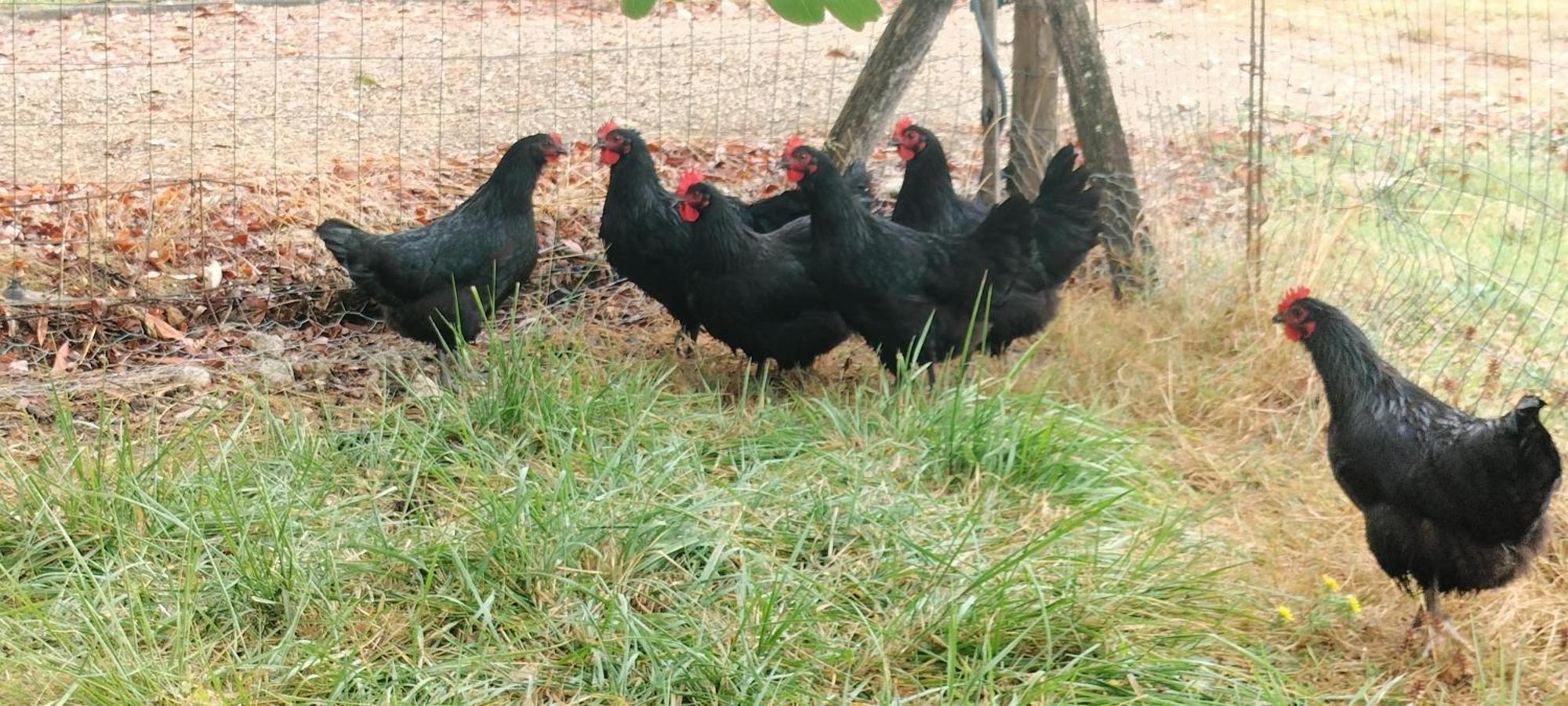 Gite "La Grange Aux Oiseaux" Domaine De Fonpeyroune Conne-de-Labarde Buitenkant foto